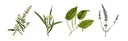 Meet the TINCTURE natural antiviral essential oils