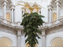 A Tree Of Mystery