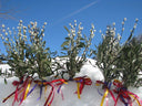 Palmbuschen in the Alps
