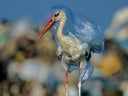 Plastic. Do we need a miracle to happen to save our planet from this miracle material?