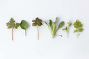 Getting the most out of home grown herbs