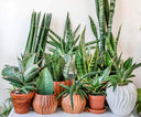 Indoor Air Pollution... Beat it with Botanicals!