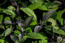 Natures Pharmacy: The History Of Herbalism