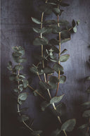 The Restory Journal - Creating TINCTURE